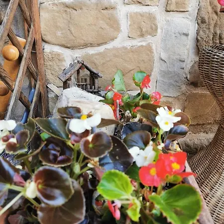 Casa Phoenix Piano Terra Immerso Nel A Pochi Minuti Dalla Ciclabile Pieve di Cadore